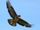 Buzzard