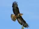 Buzzard