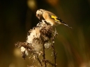 Goldfinche