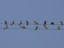 Goldfinches