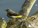 Grey Wagtail