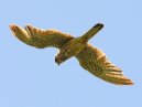 Kestrel