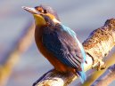 Kingfisher
