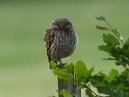 Little Owl