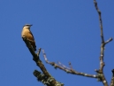Nuthatch