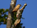 Nuthatch