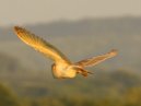 Barn Owl