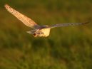 Barn Owl