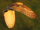 Barn Owl