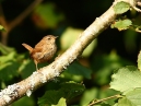 Wren