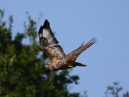 Buzzard