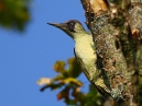 Green Woodpecker