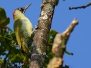 Green Woodpecker