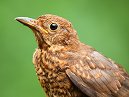 Baby Blackbird