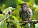 Baby Dunnock