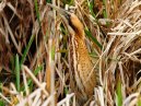 Bittern