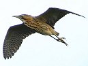 Bittern