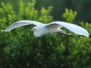 Great White Egret