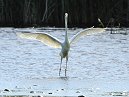 Great White Egret