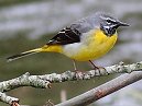 Grey Wagtail