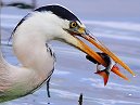 Heron