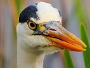 Heron