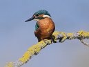 Kingfisher