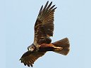 Marsh Harrier