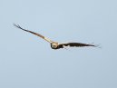 Marsh Harrier