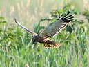 Marsh Harrier