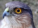 Sparrowhawk