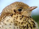 Baby Thrush