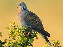 Turtle Dove