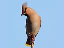 Waxwing