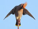 Waxwing