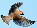 Waxwing