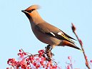 Waxwing