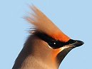 Waxwing
