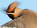 Waxwing