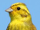 Yellowhammer