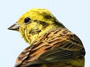 Yellowhammer