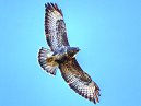 Buzzard