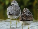 Dunlin