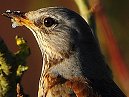 Fieldfare