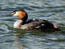 Great Crested Grebe