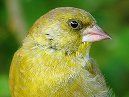 Greenfinch