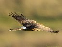 Hen Harrier