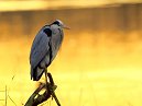 Heron