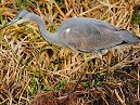 Heron