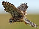 Kestrel